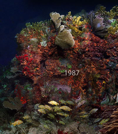 Molassas Reef, Shot 1987. Part of a 15,000 image virtual reef.