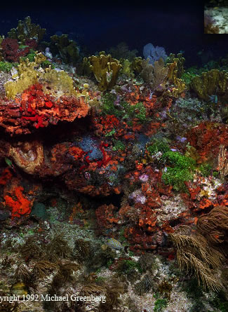 Molassas Reef, Shot 1987. Part of a 15,000 image virtual reef.